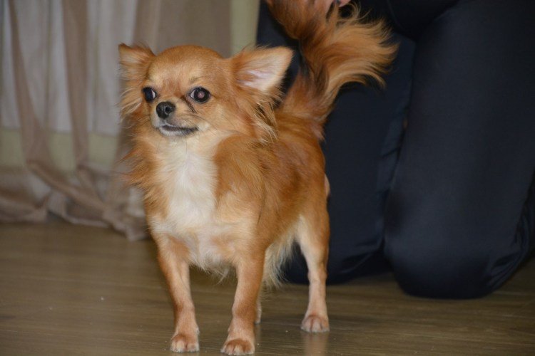 Грумминг чихуахуа длинношерстного