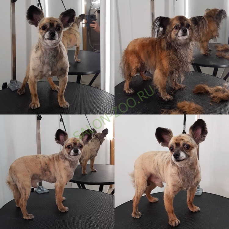 Чихуахуа черный длинношерстный стрижки