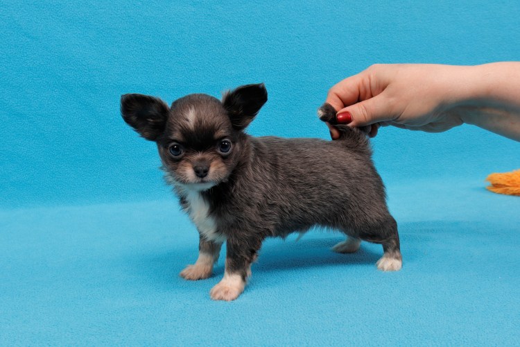 Стрижка шпица