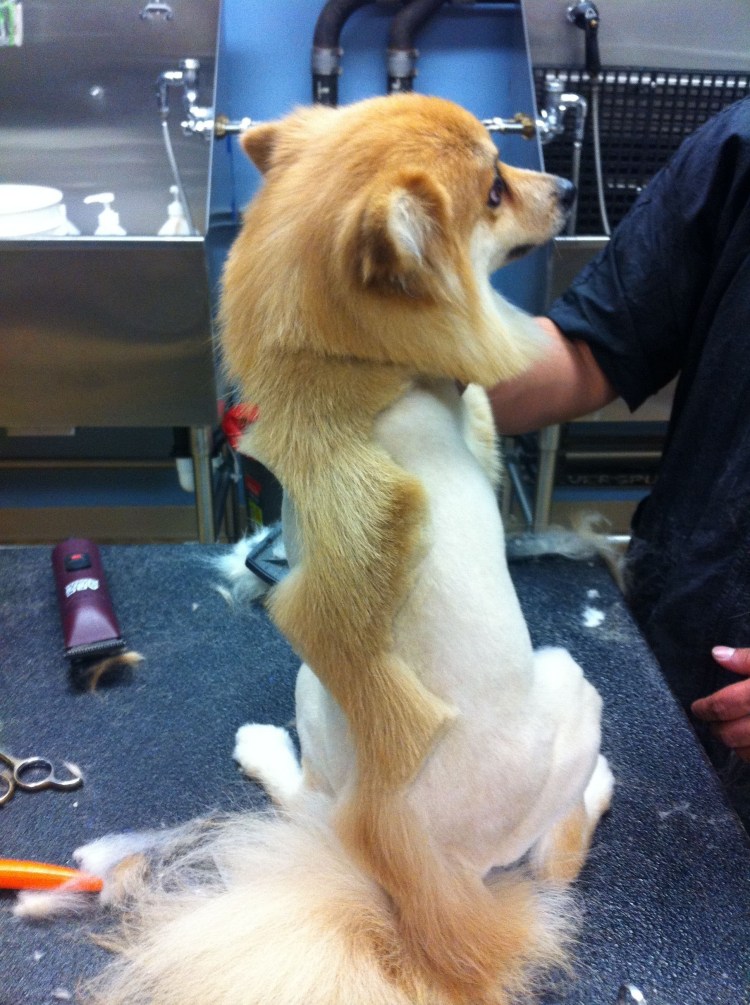 Стриженный длинношерстный чихуахуа