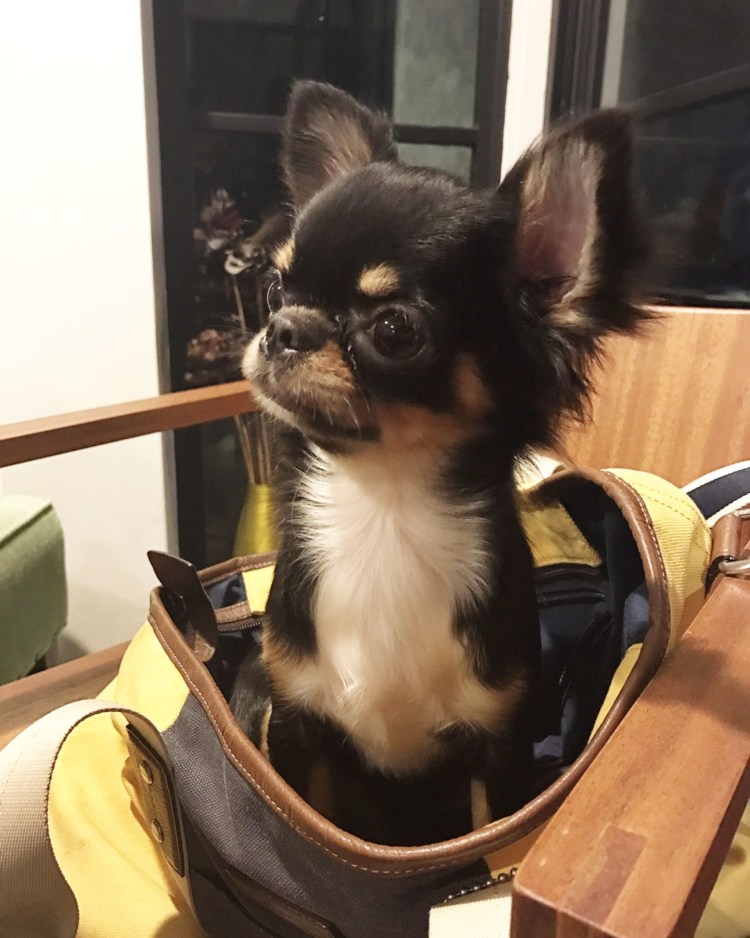 Чихуахуа флаффи