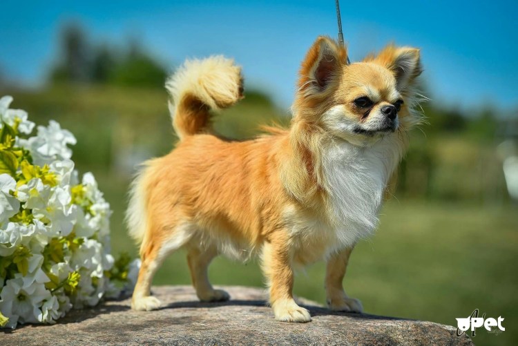 Чихуахуа кобби длинношерстный