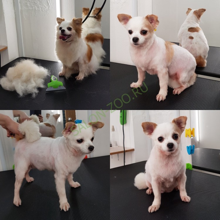 Грумминг чихуахуа