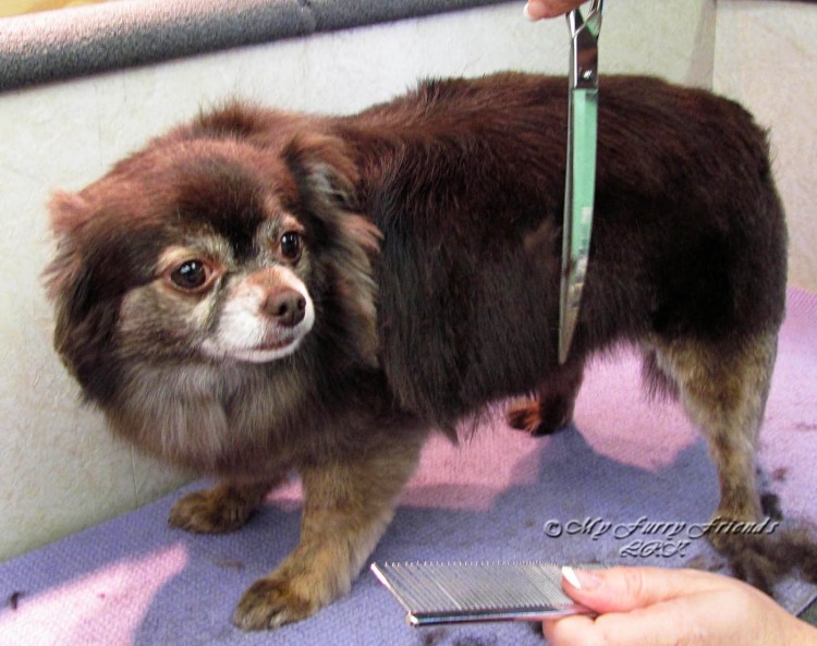 Длинношерстный чихуахуа стрижка до и после