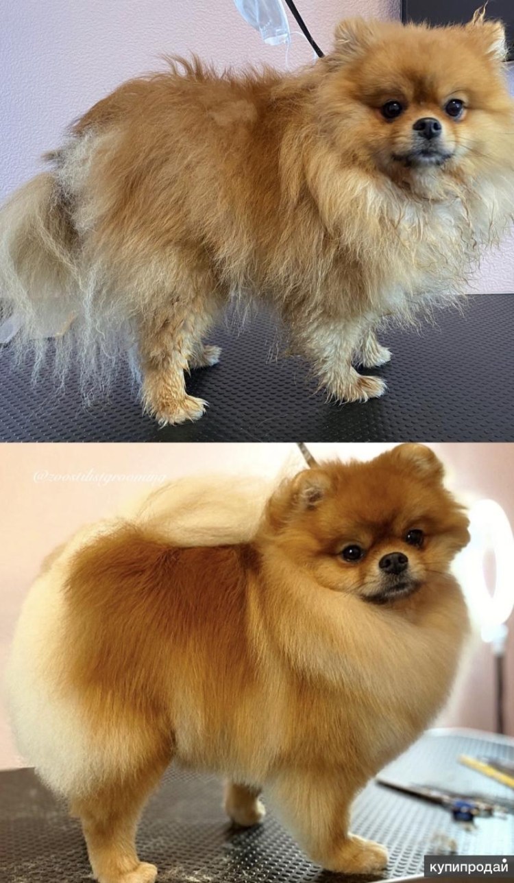 Стрижка чихуахуа