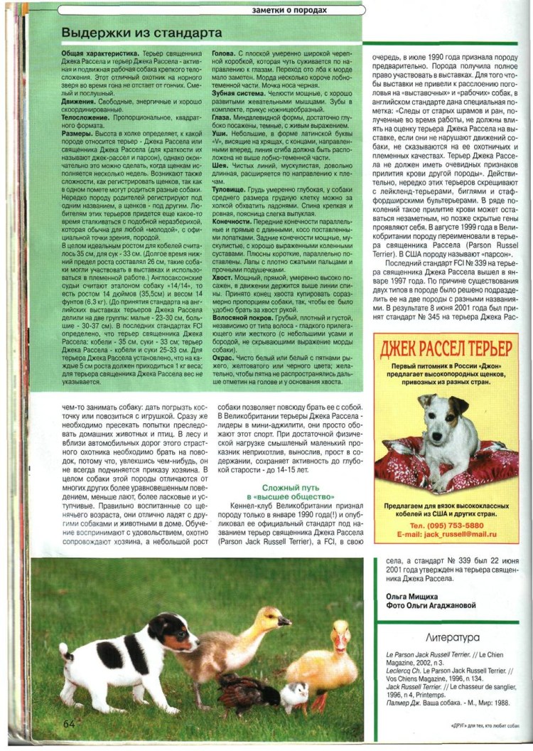 Зубы Джек Рассел терьера