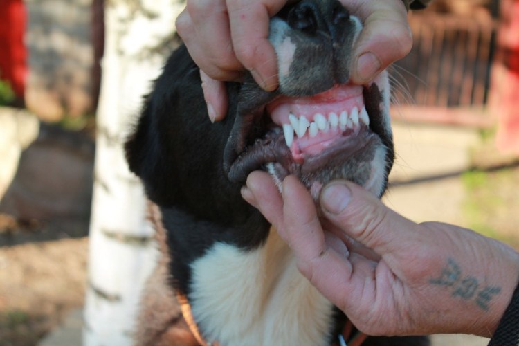 Американский бульдог Джек Рассел