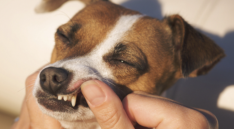 Дерматофития Джек Рассела