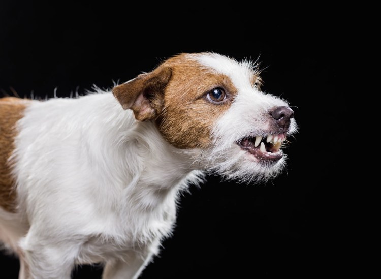 Джек Рассел длинношерстный крупный