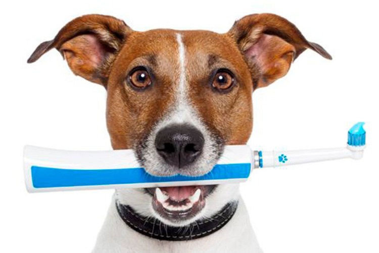 Прикус ножницеобразный схема