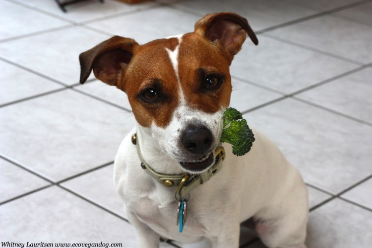 Зубы Джек Рассела