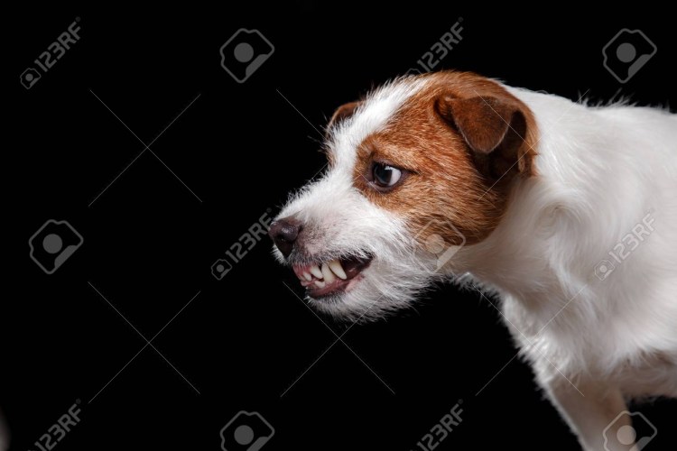 Челюсть Джек Рассел терьера