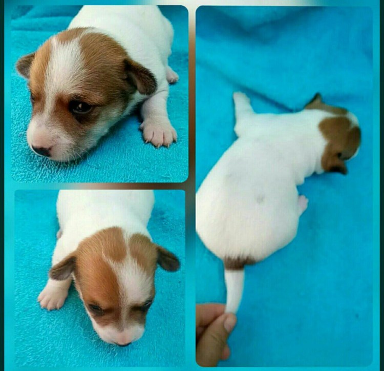 Стаффордширский терьер прикус