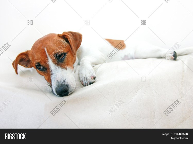 Собака вегетарианец