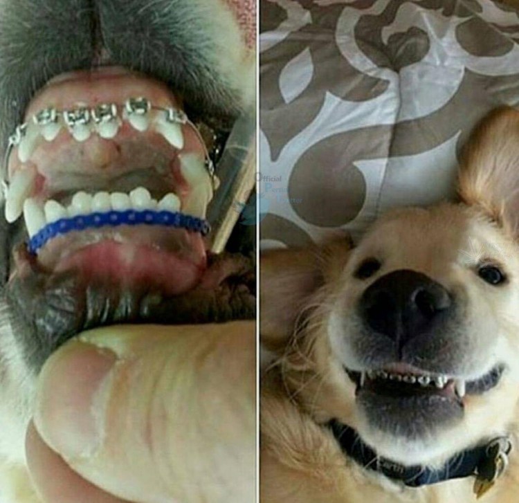 Джек Рассел с красной бабочкой