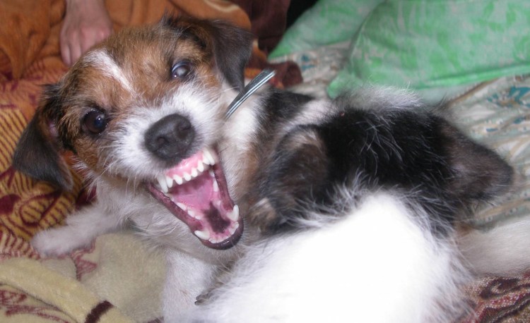 Зубы Джек Рассел терьера