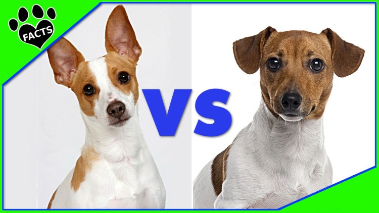 Вес собаки Джек Рассел терьер в 2 месяца