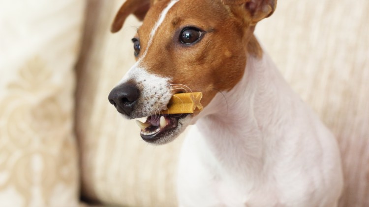 Зубы Джек Рассела