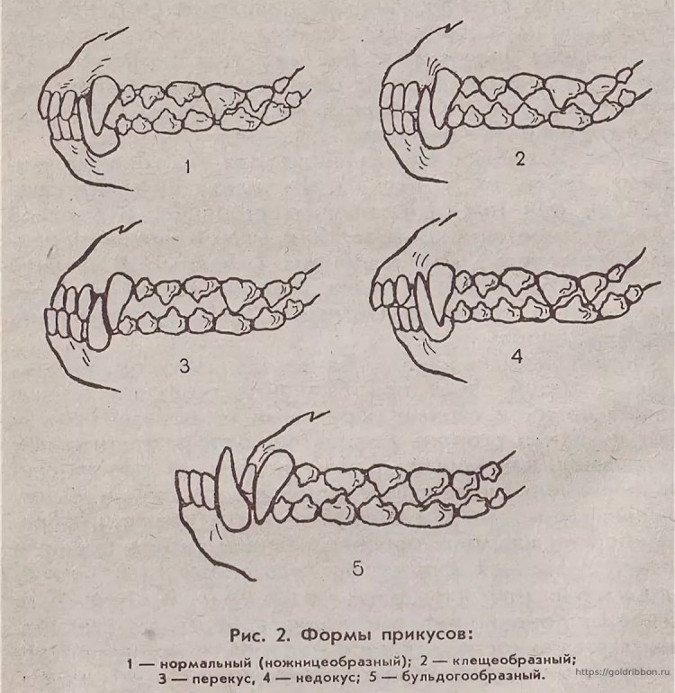 Смена молочных зубов у собак