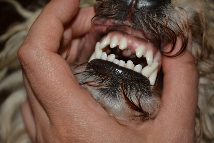 Девушка за столом держит рот собаке