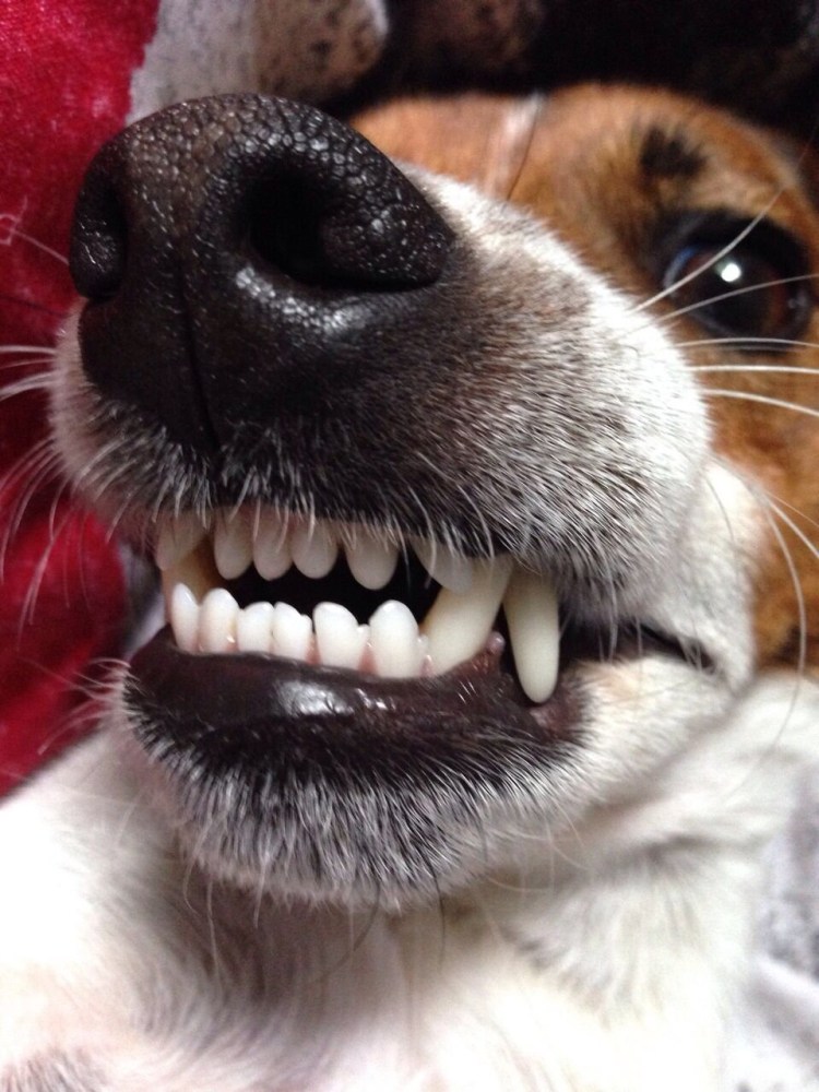 Ножницеобразный прикус у чихуахуа