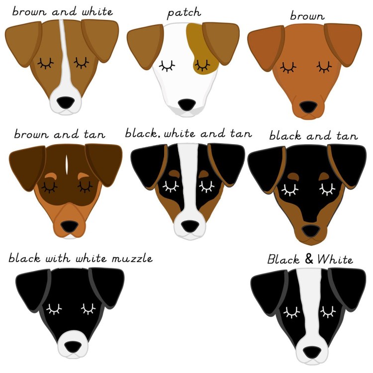 Уши Джек Рассел терьера