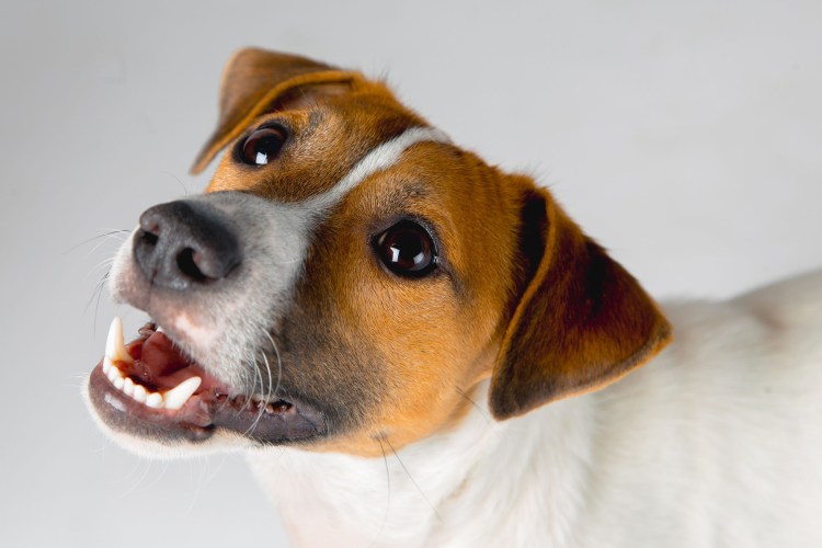 Зубы Джек Рассела