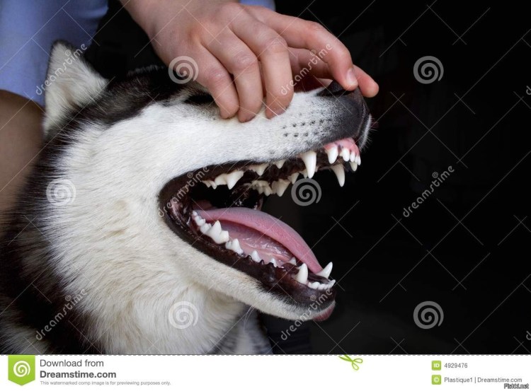 Собака с ванной щёткой во рту