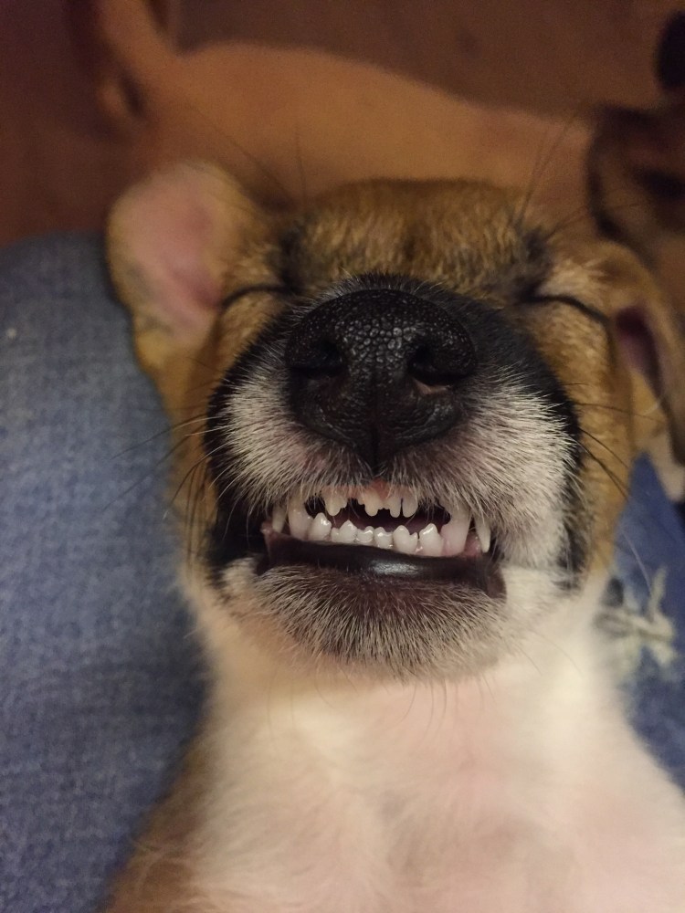 Прикус у Джек Рассел терьера