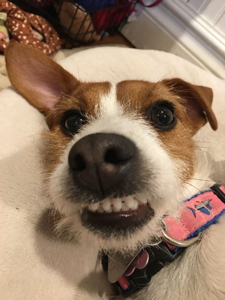 Зубной камень у йоркширского терьера