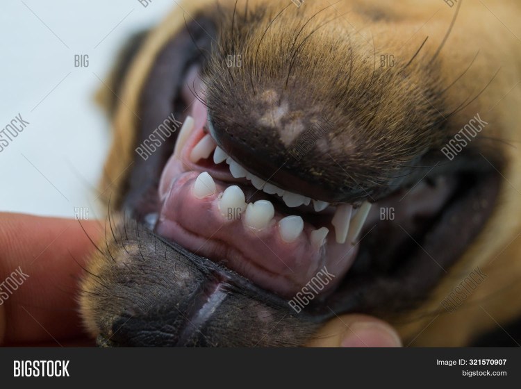 Поведение собак