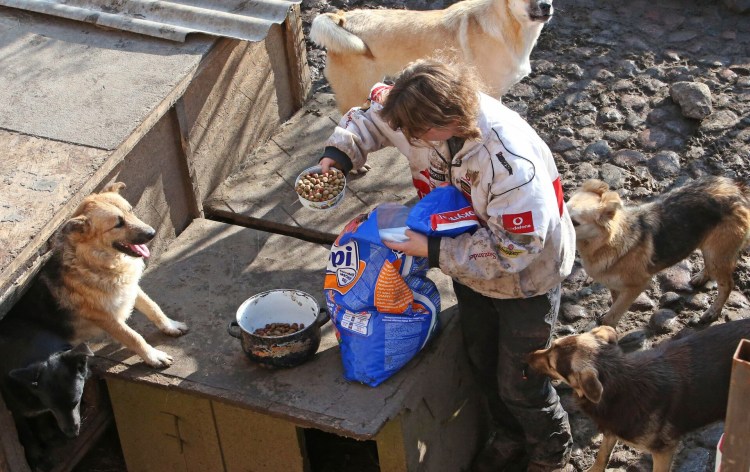 Собачья миска с кашей