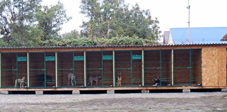 Место для собаки в доме