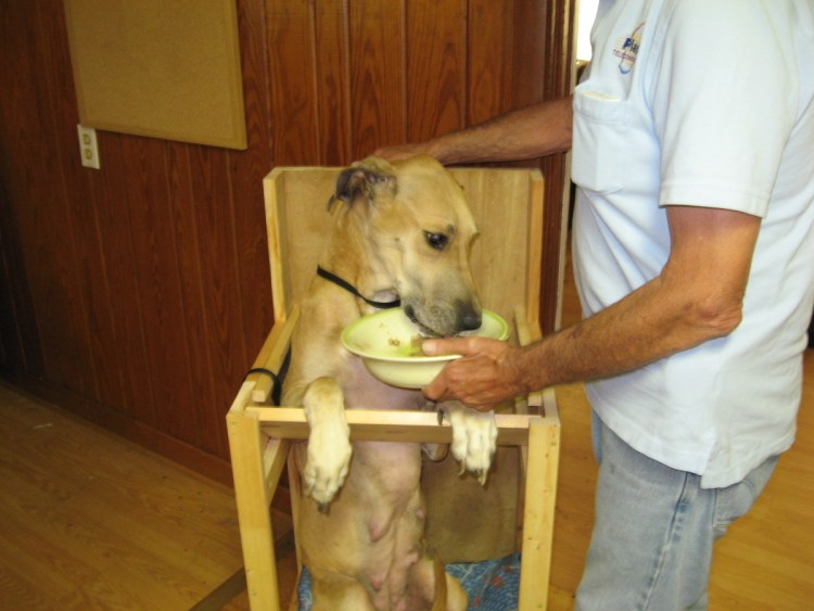 Еда для собак