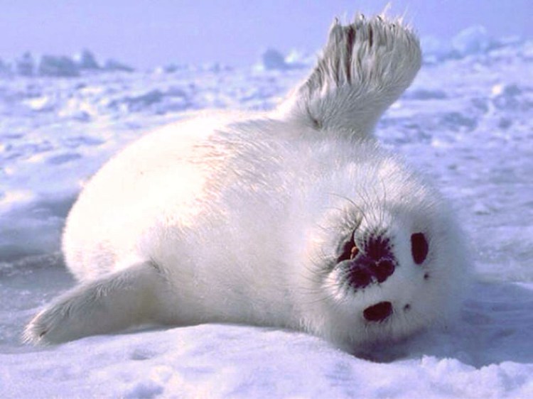 Белёк детеныш нерпы