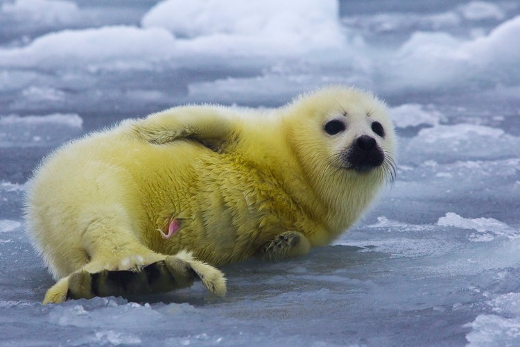 Белёк детеныш нерпы