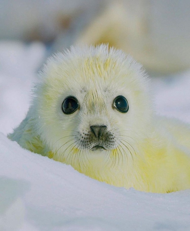 Белёк детеныш нерпы
