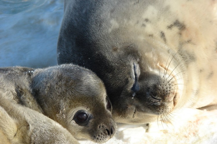 Байкальская Нерпа Белек с мамой