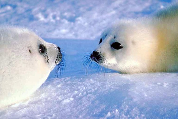 Белёк детеныш нерпы