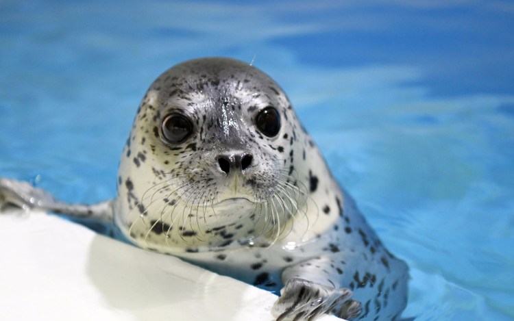 Кольчатая Нерпа детеныш