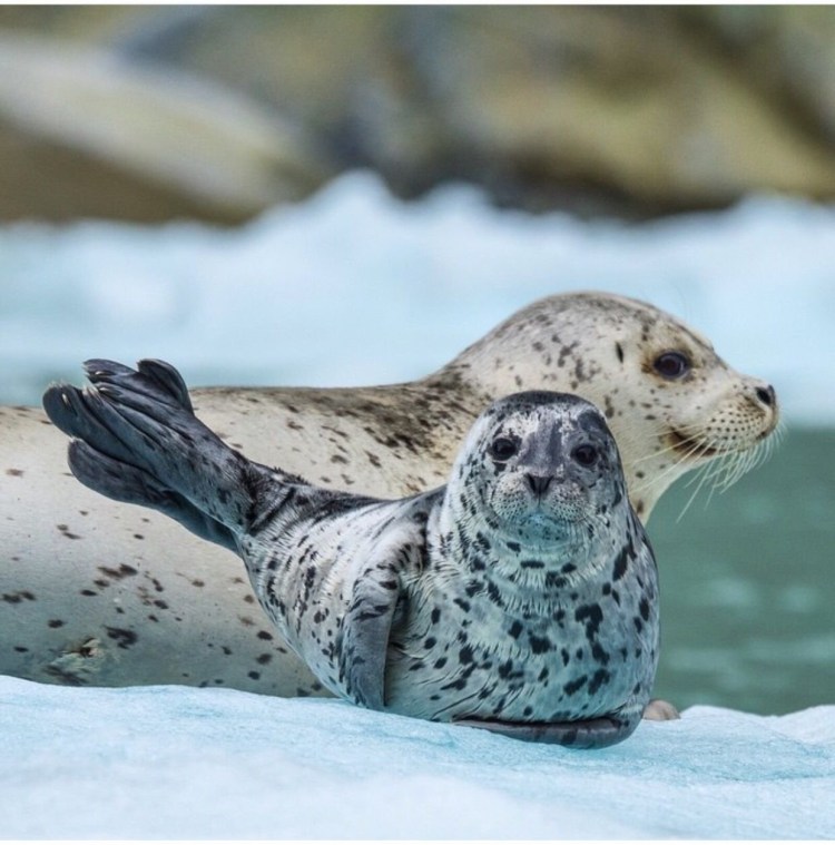 Ладожская кольчатая Нерпа