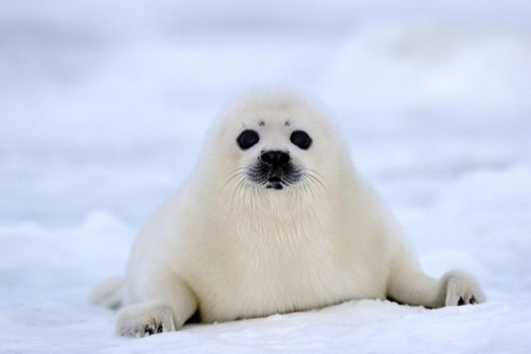 Белёк детеныш тюленя