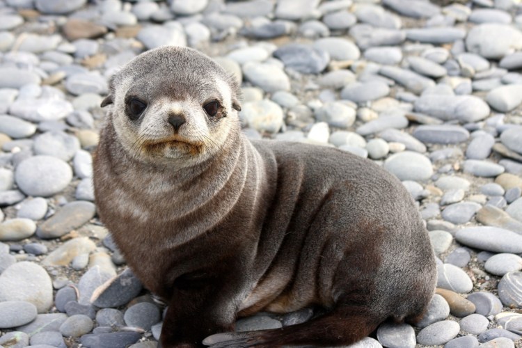 Кольчатая Нерпа Белек