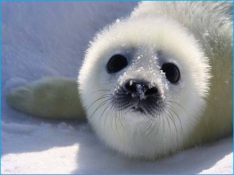Белёк детеныш нерпы
