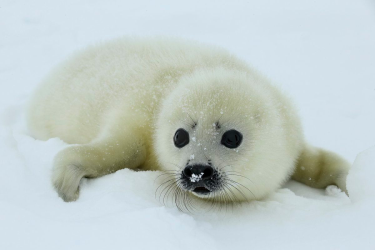 Белёк детеныш тюленя