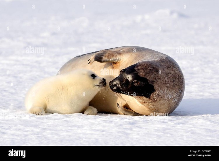 Байкальская Нерпа детеныш