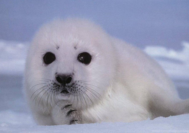 Байкальская Нерпа Белек