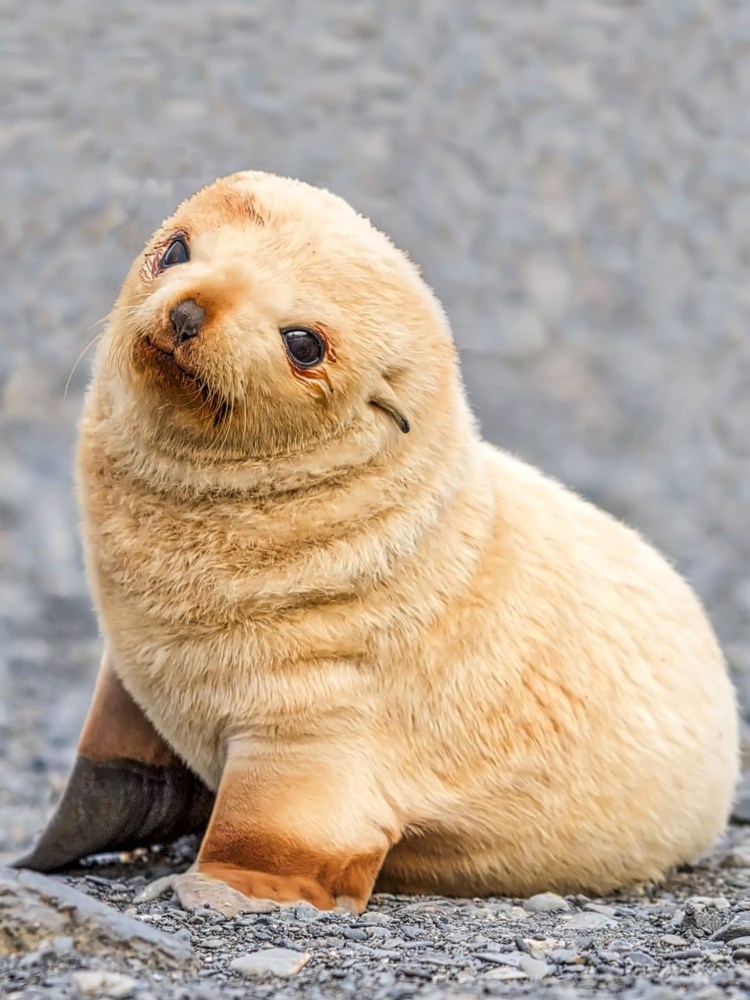 Северный морской котик детеныш