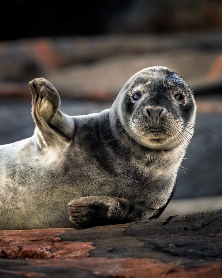 Кольчатая Нерпа детеныш