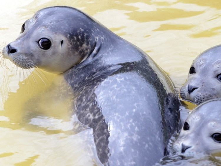 Байкальская Нерпа с нерпенком